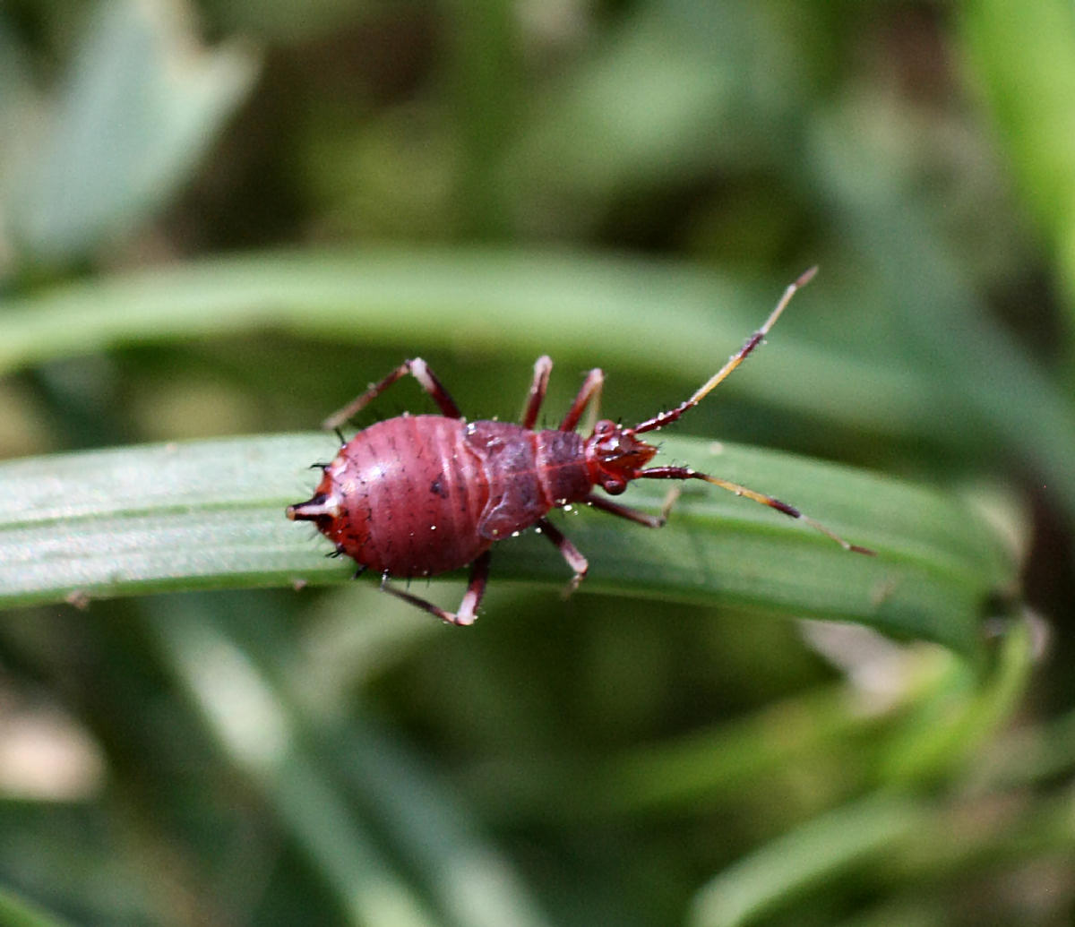 Miridae: Deraeocoris ruber (ninfe)  della Lombardia (MB)